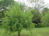 IMG_4209.jpg - 